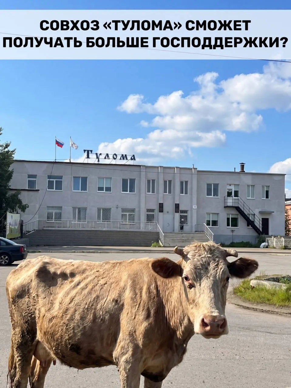 Федеральные изменения в условиях получения субсидий позволят господдержке охватывать хозяйства с долей государства свыше 25%. Для Мурманской области это важно, но на крупных предприятиях, например в совхозе «Тулома», сохраняется критическая ситуация — работники жалуются на нехватку кормов, долги и невыплаты.