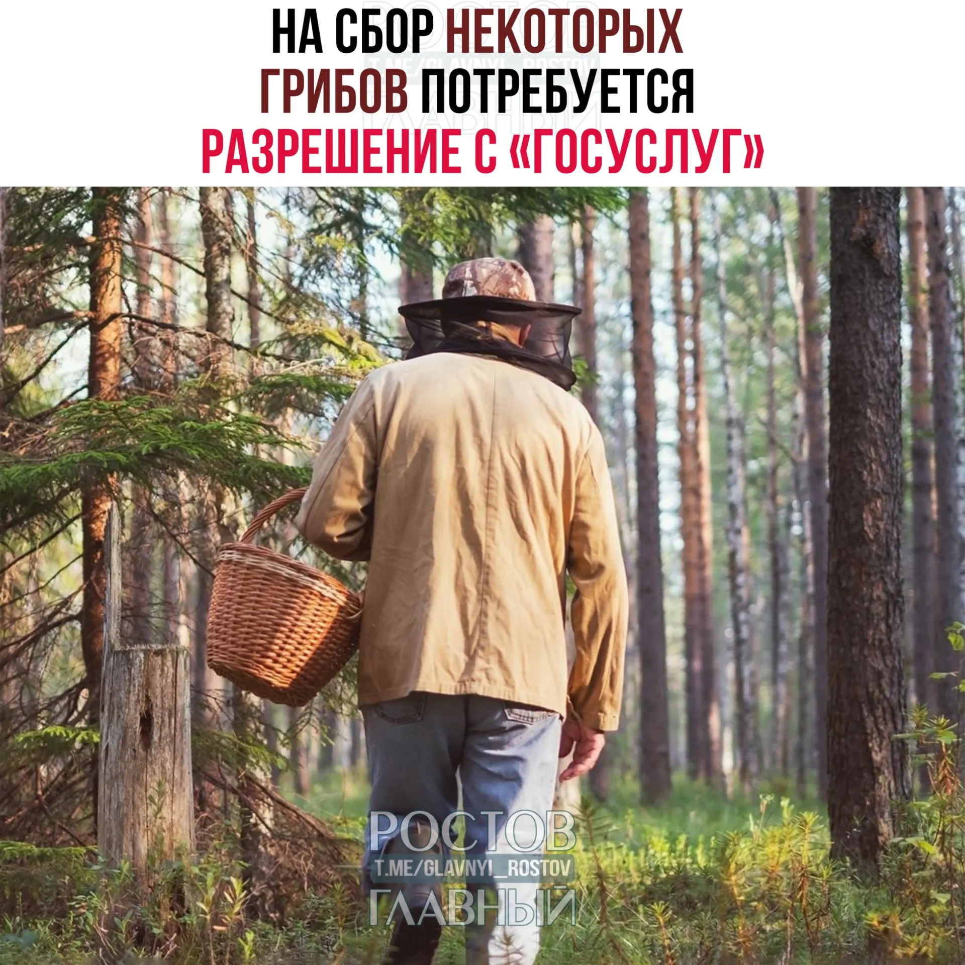 Для сбора отдельных редких видов грибов — в том числе сыроежки золотистой и чёрного трюфеля — потребуется разрешение через «Госуслуги». Заявки будут рассматривать до 15 дней; за сбор краснокнижных грибов без разрешения грозит уголовная ответственность.
