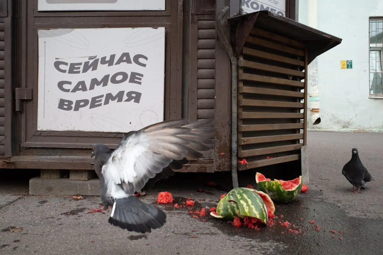 В Петербурге и Ленобласти вынесены решения по делу против священника за антивоенную позицию, обсуждаются выборы в Госдуму, памятные мероприятия и кадровые решения в Минобороны.