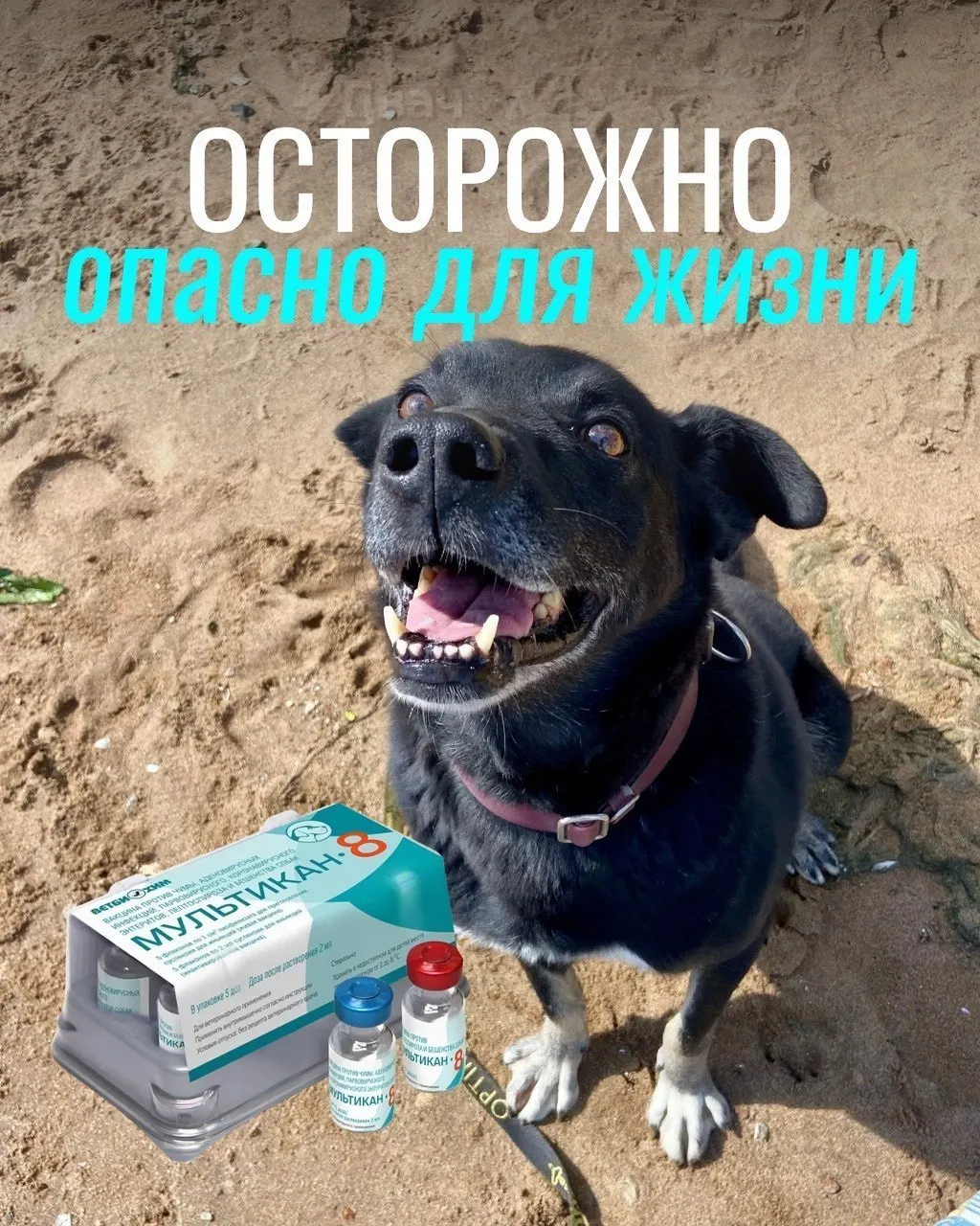 После прививки у некоторых собак возникали тяжелые симптомы, и часть животных погибла; проводится проверка вакцины, но подтверждений причинной связи пока нет.
