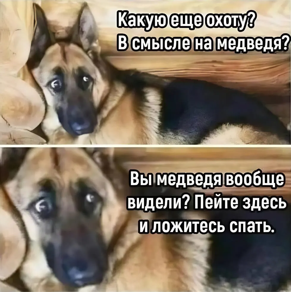 Охотники призывают не убивать медведей на фоне ужесточения лицензий; власти предупреждают о последствиях бойкота.